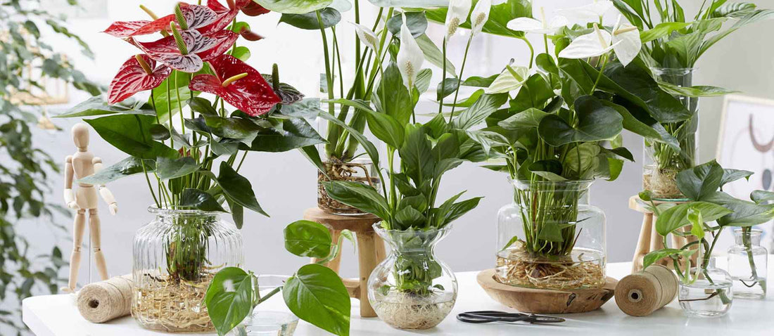 Dernière tendance de culture des plantes d’intérieur: découvrez l'hydroponie