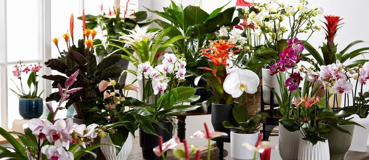 Des plantes fleuries: pour plus de couleur dans votre intérieur