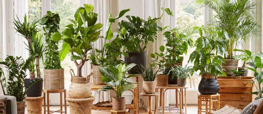 Les 8  plantes d'intérieur tendance en 2022