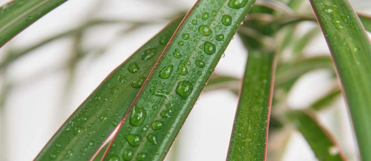 Prendre soin des plantes d'intérieur pendant l'été