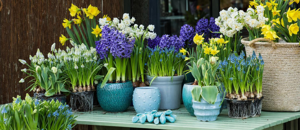 La plantation des bulbes de fleurs en pot