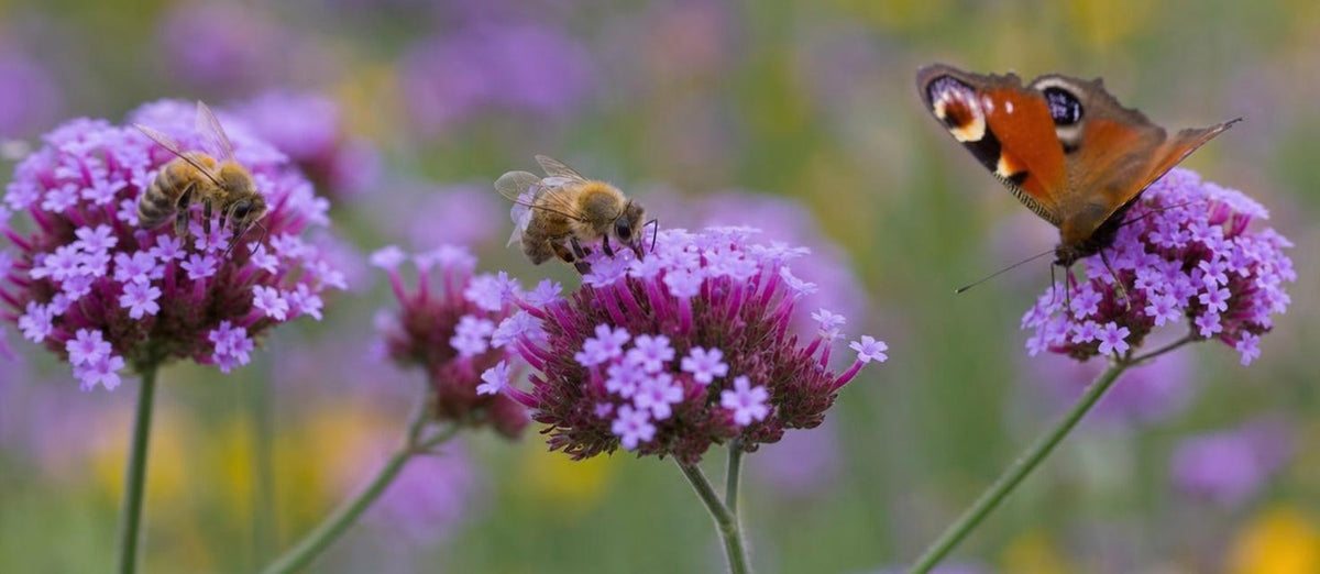 Un jardin pour les abeilles et les papillons