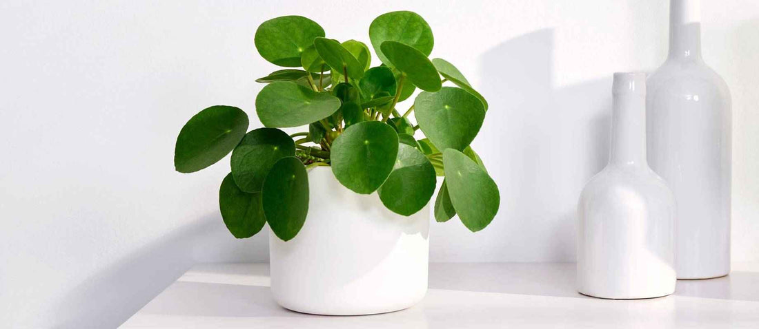 Bouturer une plante à monnaie chinoise