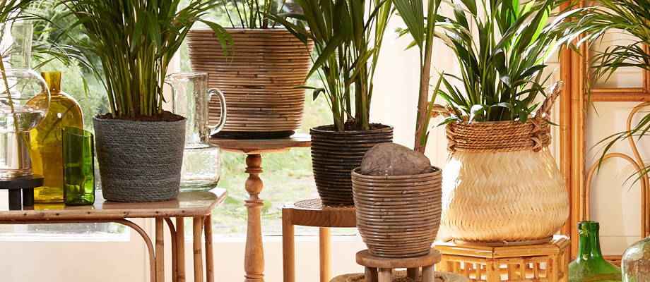 Tendance botanique : remplacez les pots de fleurs par des paniers