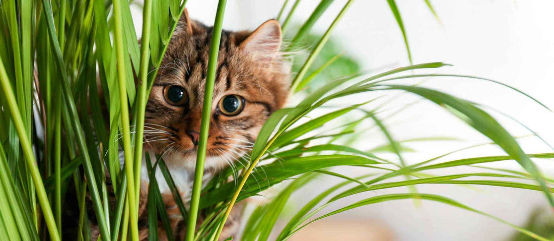 Les 10 plantes respectueuses des animaux