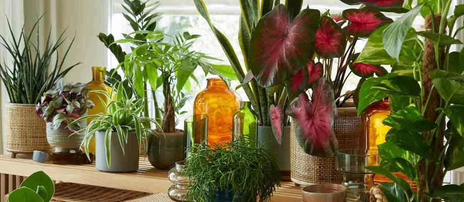 Top 10 des plantes d'intérieur faciles d'entretien