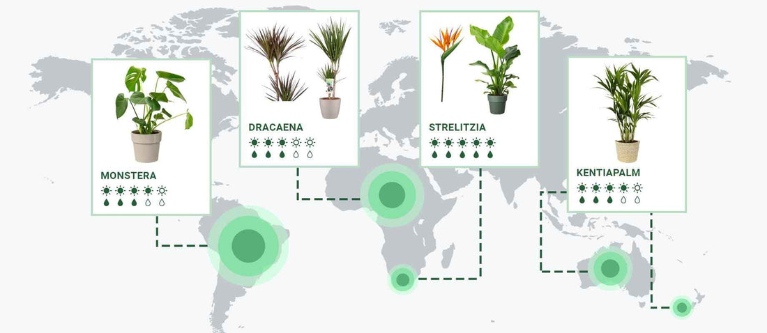 Faites le tour du monde grâce à vos plantes