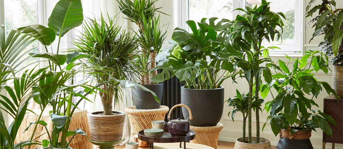 Les grandes plantes d'intérieur: star dans toutes les pièces
