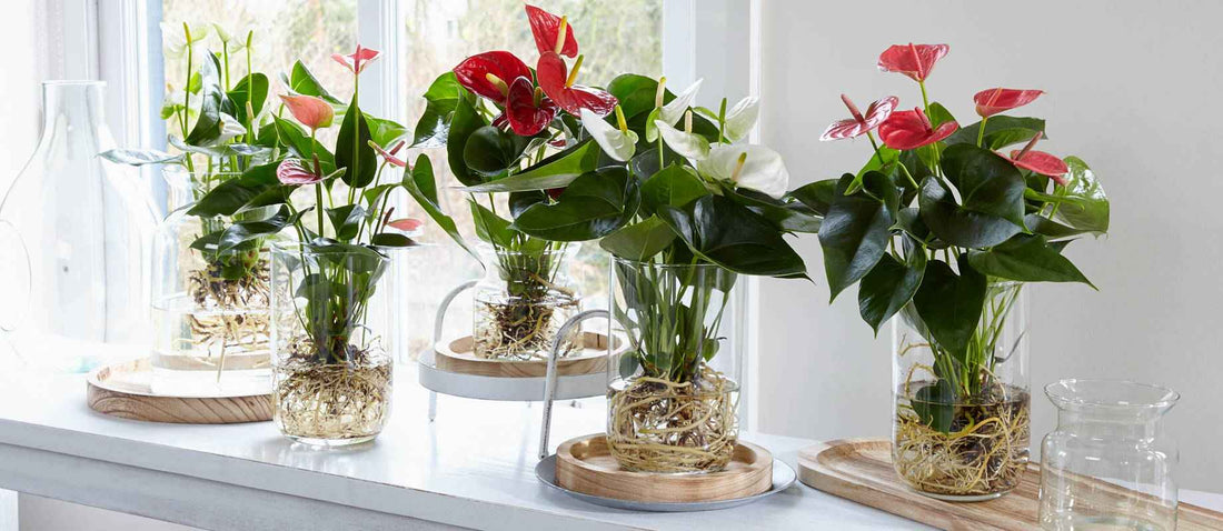 L'anthurium sur l'eau : très tendance