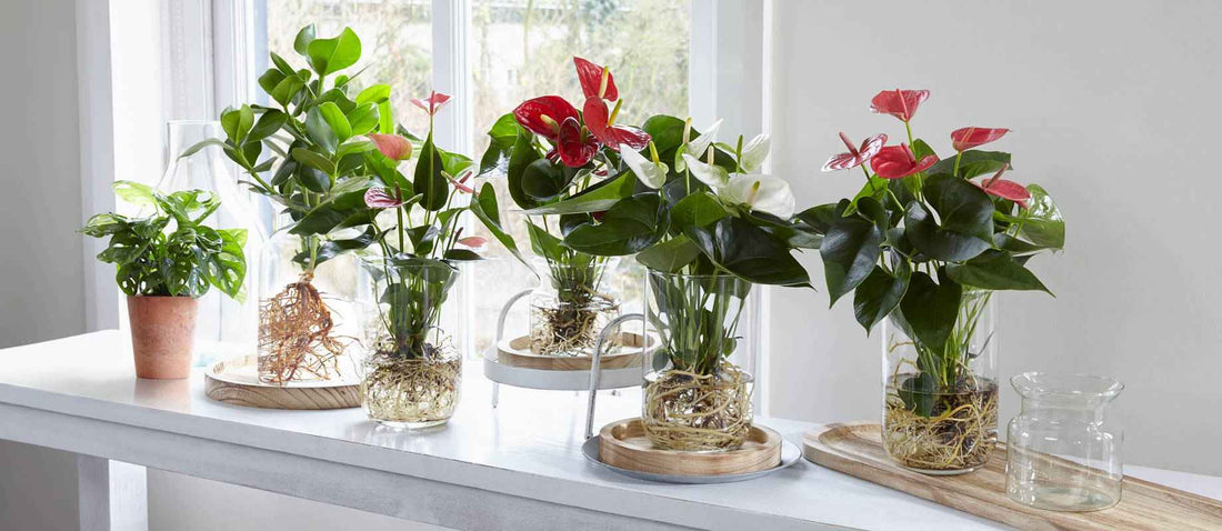 Comment prendre soin de plantes d'intérieur sur eau ?