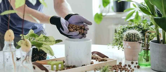 Comment prendre soin de vos plantes d'intérieur?