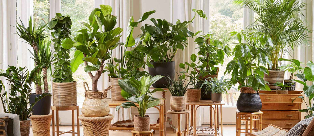 Les tendances vertes pour votre intérieur 2020-2021