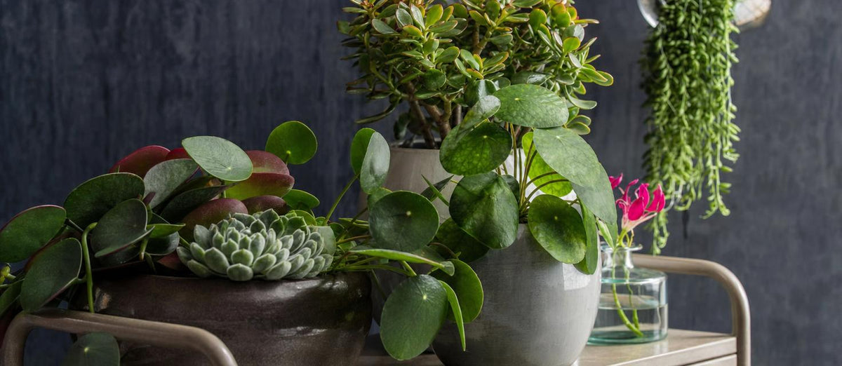 Les plantes artificielles les plus remarquables