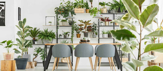 Soyez créatif avec vos plantes d'intérieur