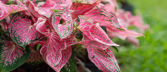 Tout ce qu'il faut savoir sur le Caladium