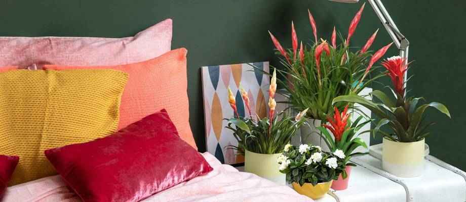 Quelles plantes pour votre intérieur ?