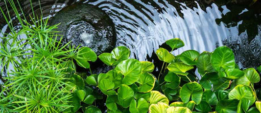 Aménagez votre bassin en un coin de paradis