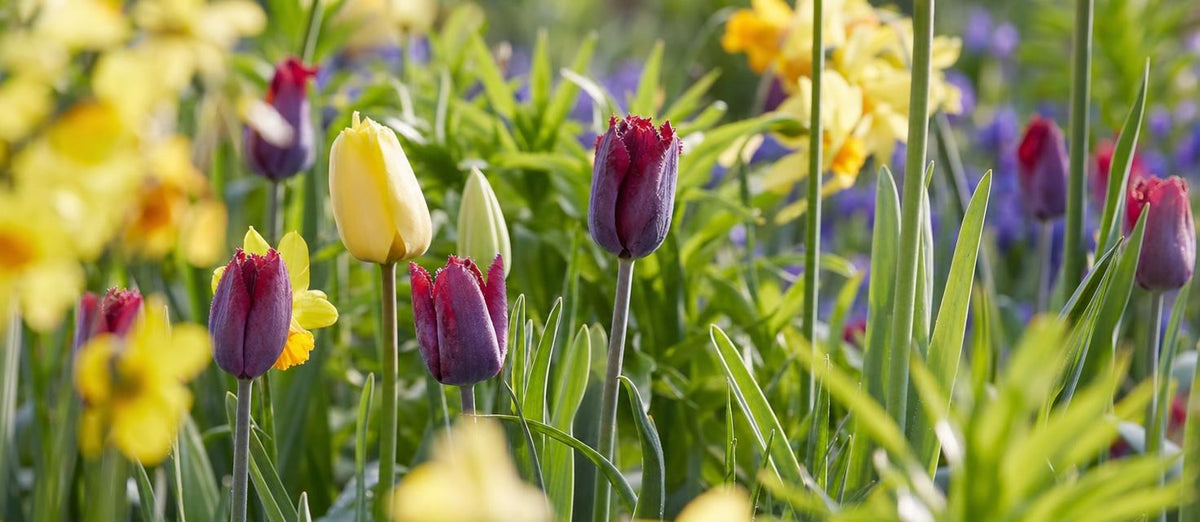 Prendre soin des bulbes après la floraison