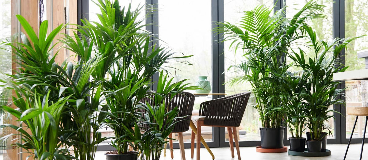 Le palmier: une plante d’intérieur exclusive