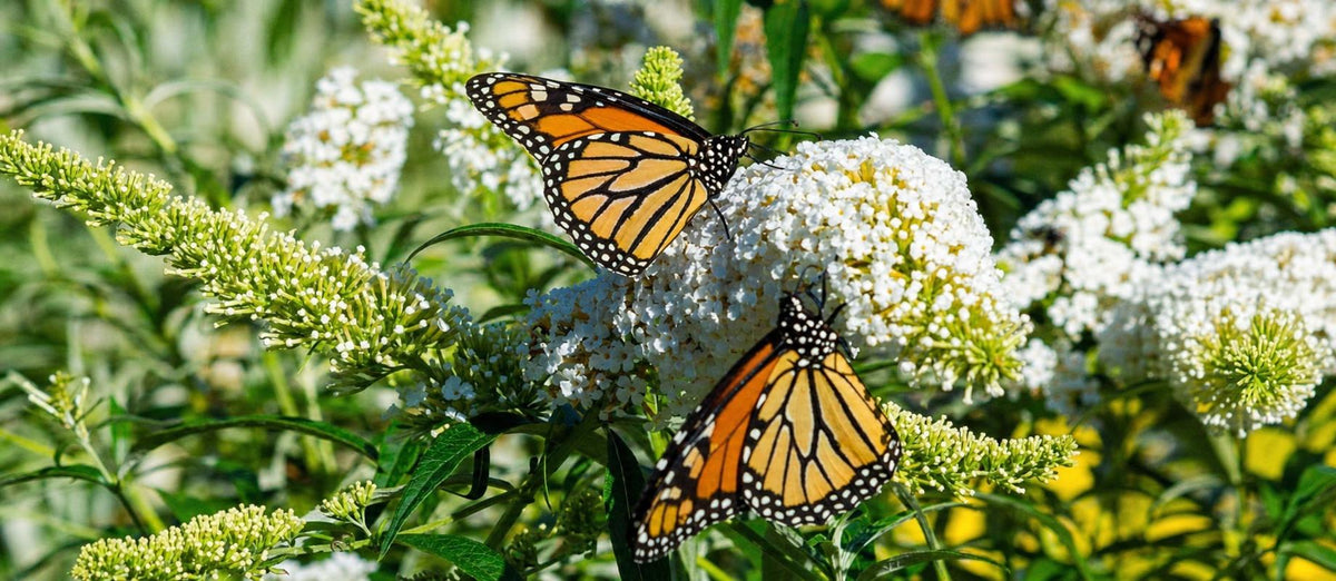 Le Jardin aux papillons