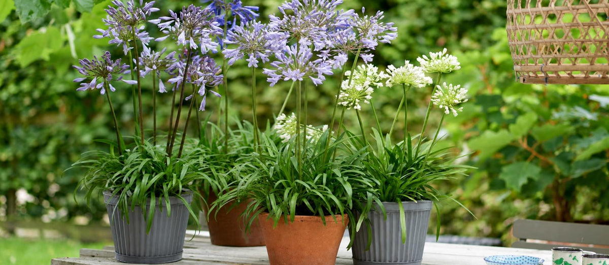 L’Agapanthe, ou lys africain