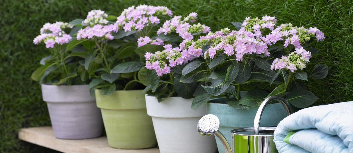 La dernière tendance pour l'intérieur comme pour l'extérieur : les plantes aux couleurs pastel