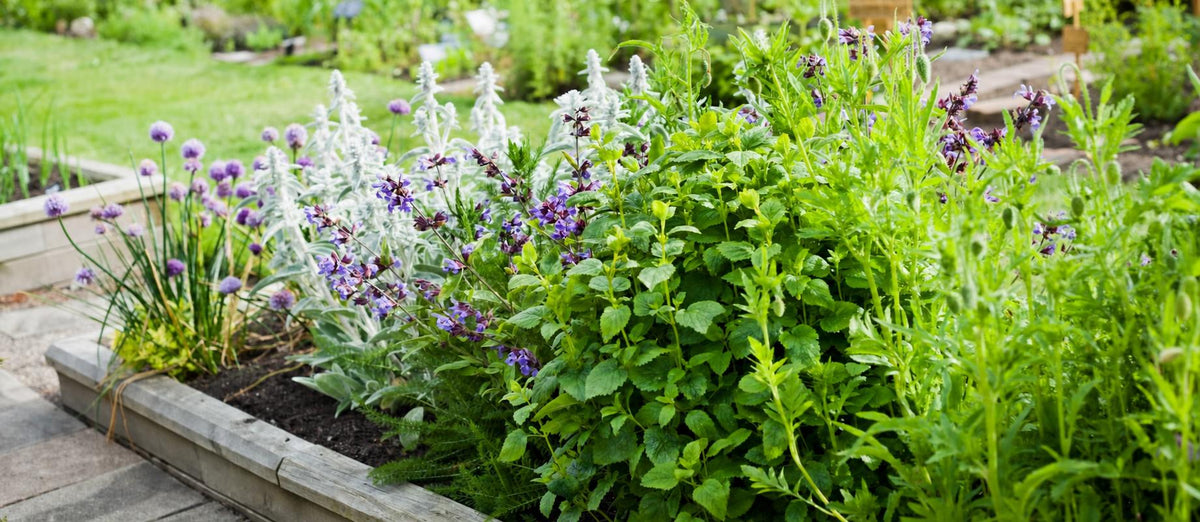 Un jardinet d’herbes aromatiques