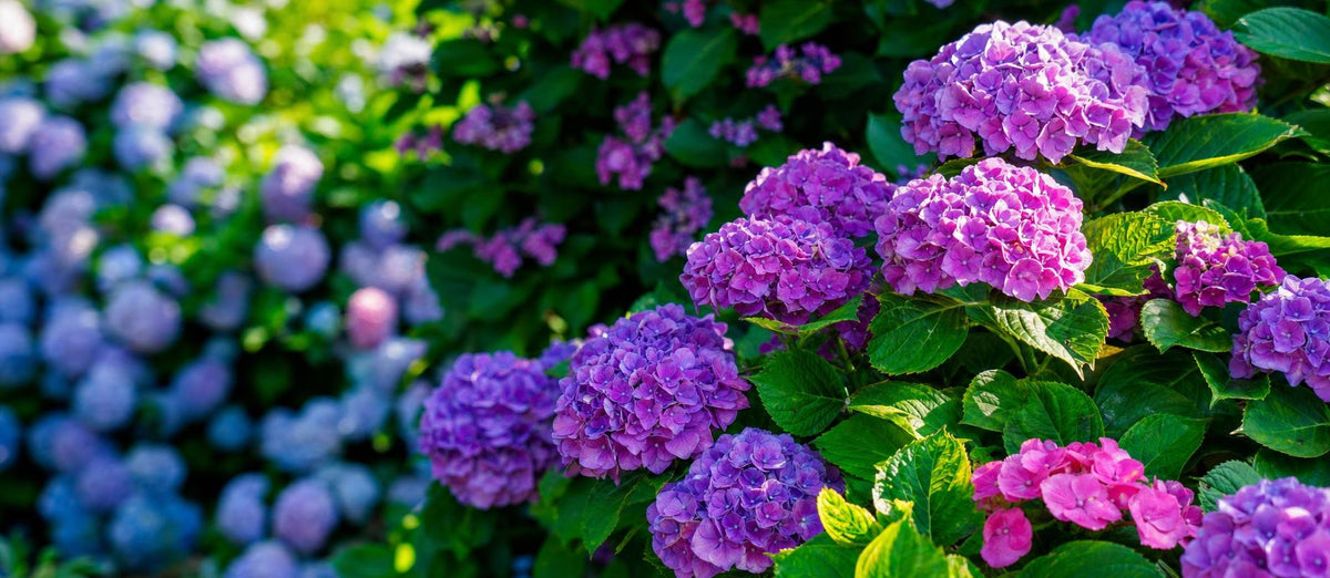 Les Hortensias à l'honneur
