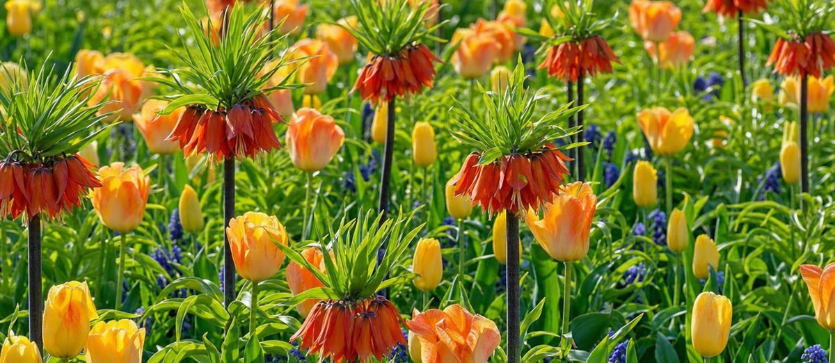 La Fritillaria : la fleur à cloches de la fin du printemps