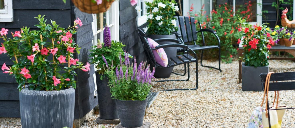 Colorez votre balcon ou terrasse avec des fleurs en pot