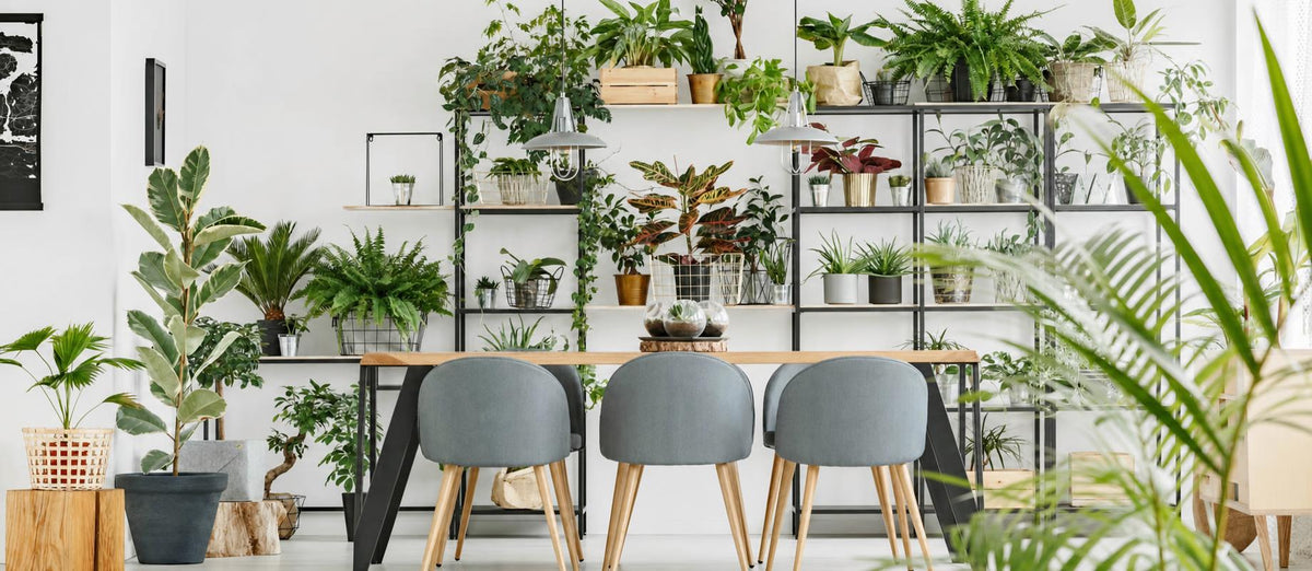 Soyez créatif avec vos plantes d'intérieur