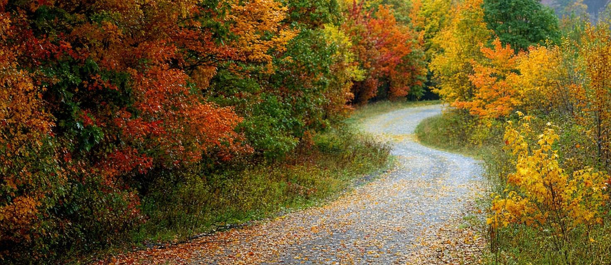 Décorations d'automne avec les plantes de votre jardin