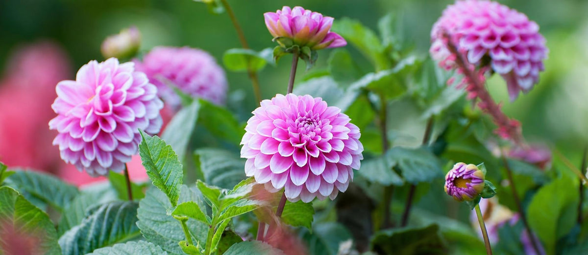 Planter et entretenir les dahlias