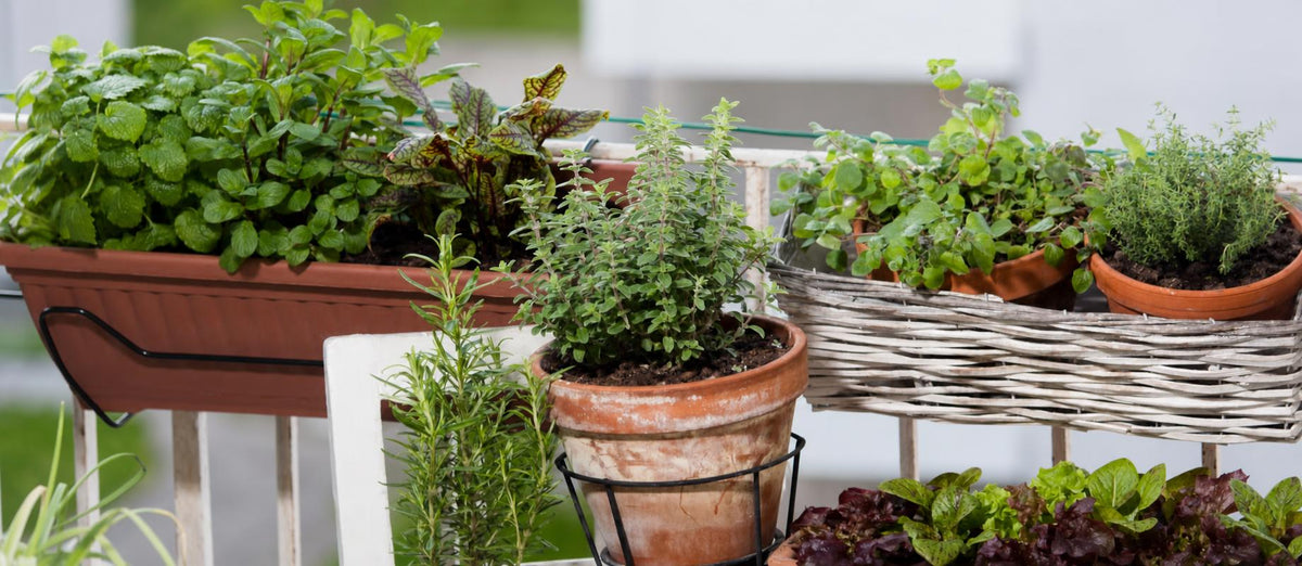 Le jardinage urbain