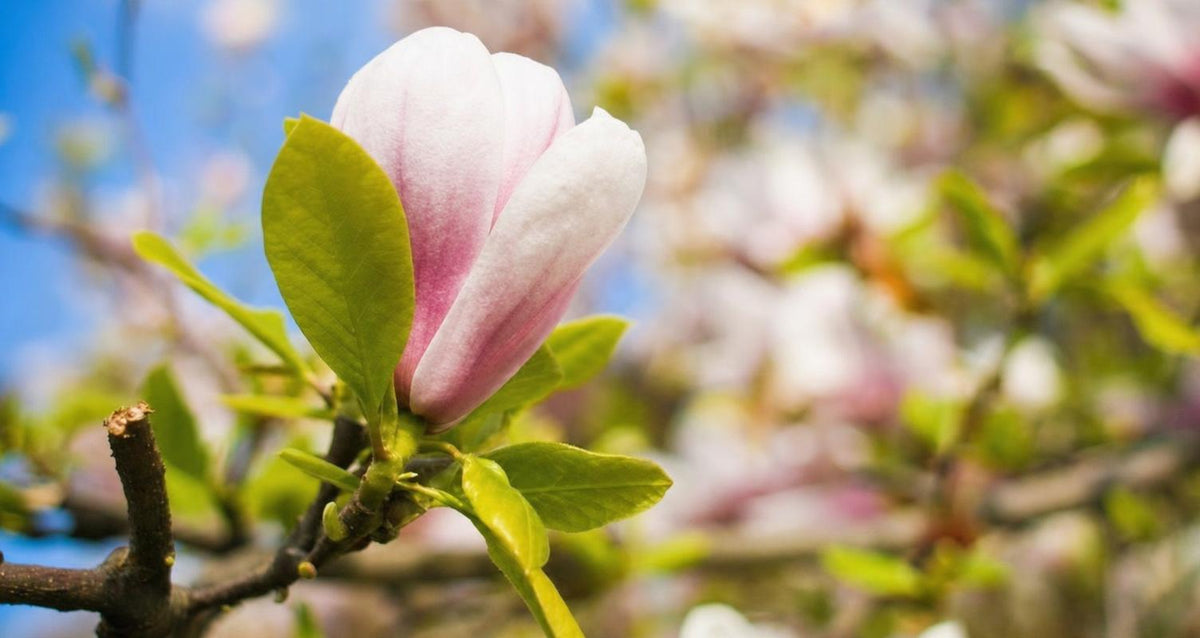 Tailler le Magnolia