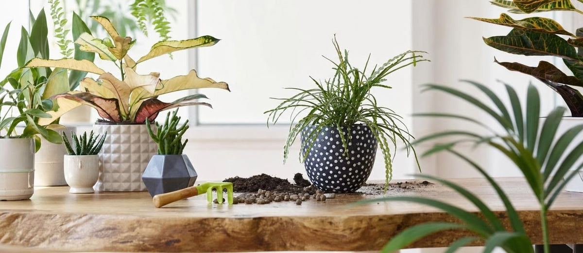 L'entretien des plantes d'intérieur pendant les mois d'hiver