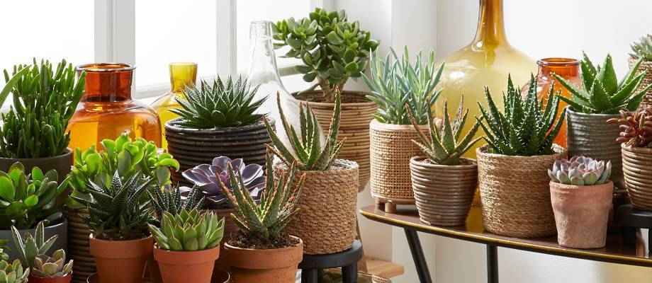 Les plantes d’intérieur faciles d'entretien : les plantes grasses