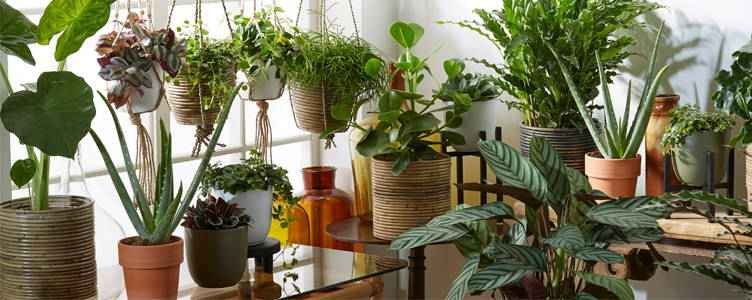Notre top 5 des parfaits ensembles "plante+pot"