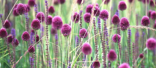 L'allium, magnifique oignon d'ornement