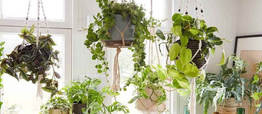 Les plantes suspendues : la grande tendance nature