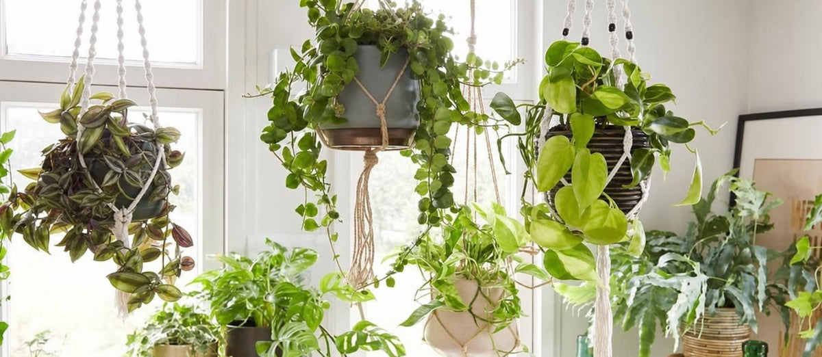 Les plantes suspendues : la grande tendance nature