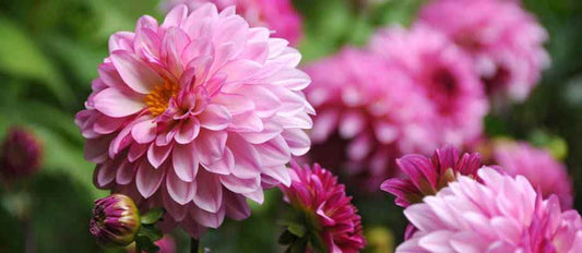 Plantes et bulbes de fleurs biologiques