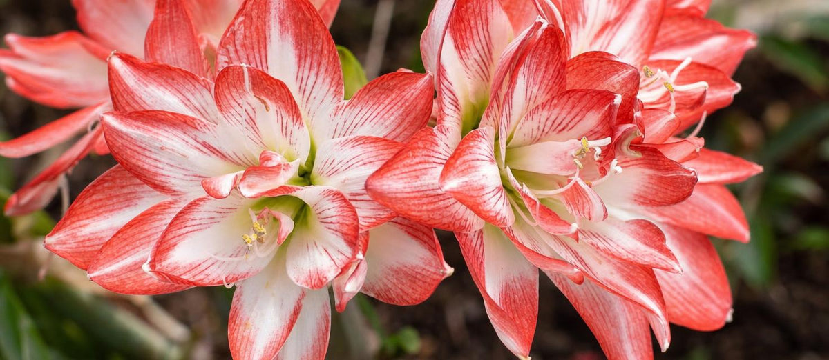 Prendre soin des amaryllis.