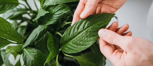 10 choses que vous ne saviez pas encore sur l'entretien de vos plantes d'intérieur