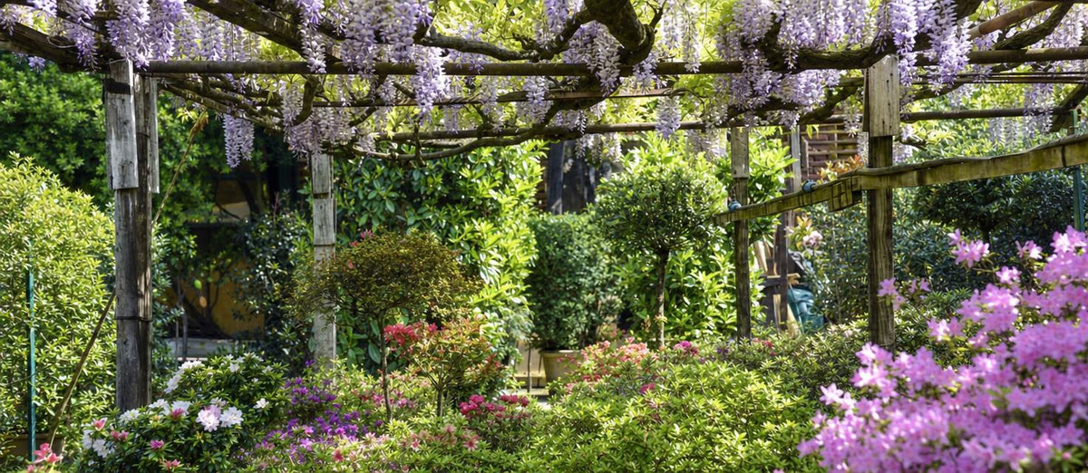 Les 7 plantes grimpantes fleuries les plus populaires