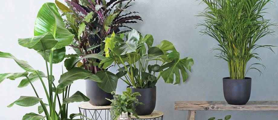 Nos 12 plantes d’intérieur les plus populaires