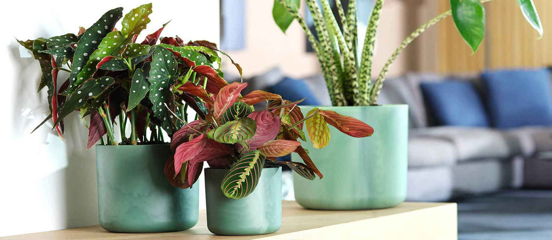 Les plantes d'intérieur les plus originales