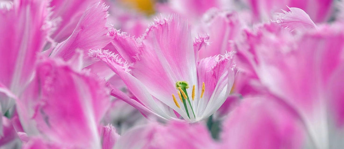 Les 5 bulbes de fleurs les plus excentriques