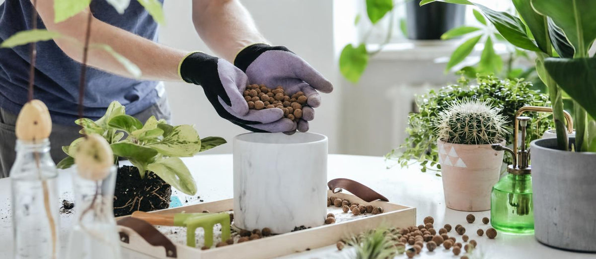 Comment prendre soin de vos plantes d'intérieur?
