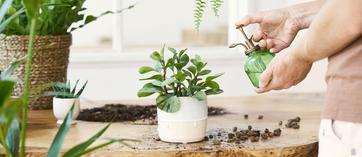 Par amour pour vos plantes